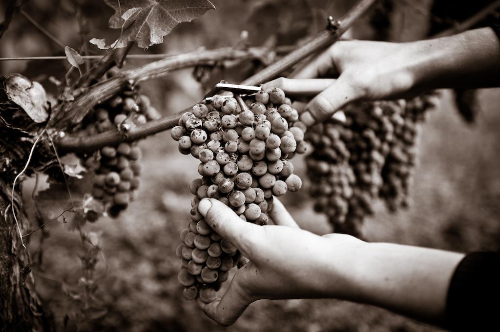 Chateau Pape Clement Песак Стая снимка