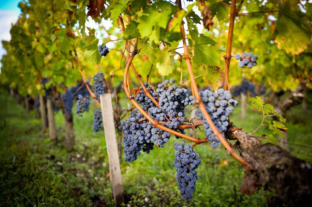 Chateau Pape Clement Песак Екстериор снимка